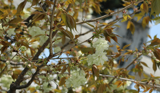 ウコン桜