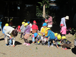 日大幼稚園どんぐり拾い