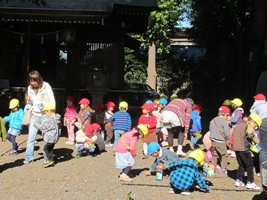 日大幼稚園どんぐり拾い