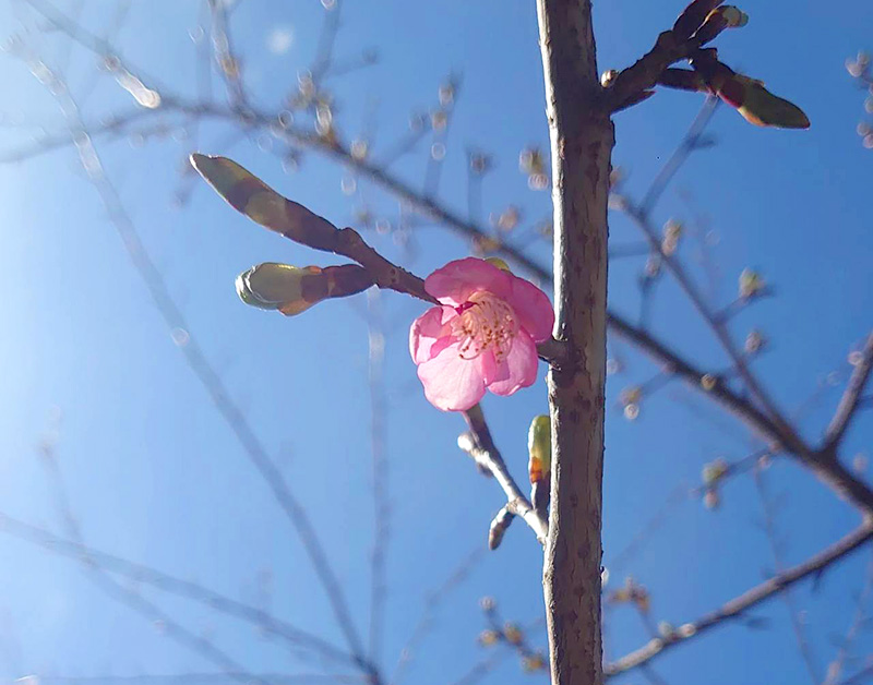 河津桜